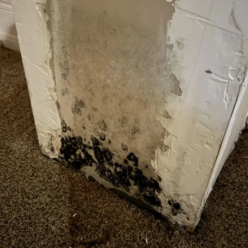 Professional Mold Removal in Head of Westport, MA